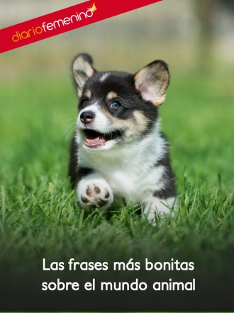 Las mejores frases de amor para amantes de los animales