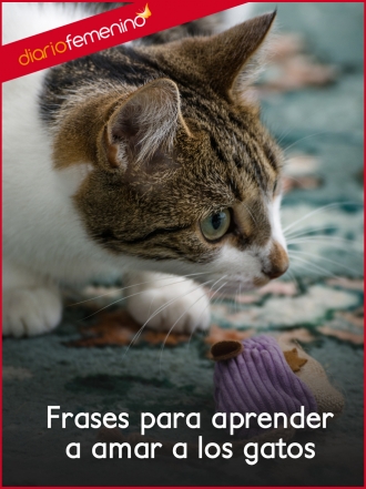 Frases para aprender a amar a los gatos