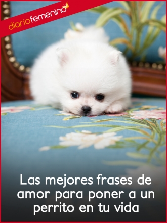 Las mejores frases de amor para poner a un perrito en tu vida