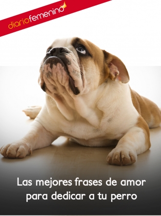 Las mejores frases para compartir con tus perros