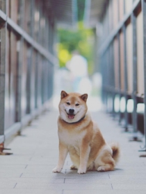 Los perros más famosos en Instagram
