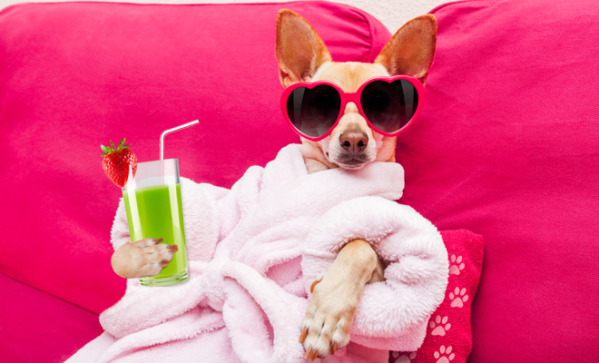 10 nombres de perros inspirados en personajes de la televisión 10 nombres de perros inspirados en personajes de la televisión