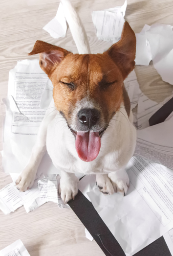 Perros divertidos y nombres ideales Perros divertidos y nombres ideales