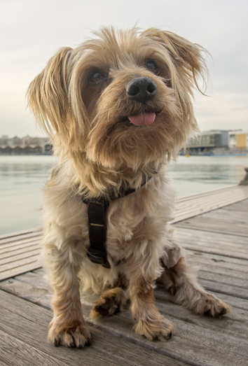Los mejores nombres para perros Los mejores nombres para perros