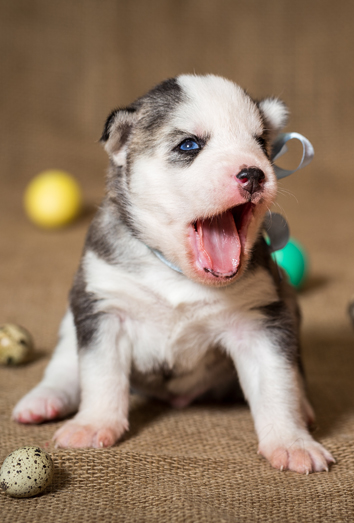 Nombres históricos para perros Nombres históricos para perros