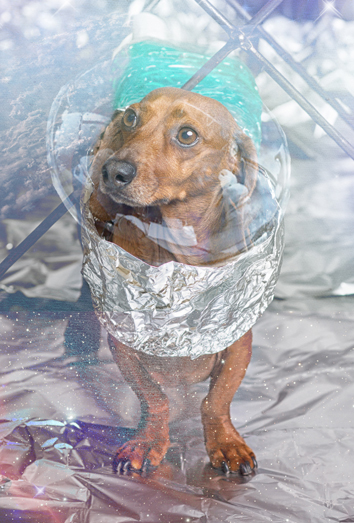 Los mejores nombres para perros Los mejores nombres para perros