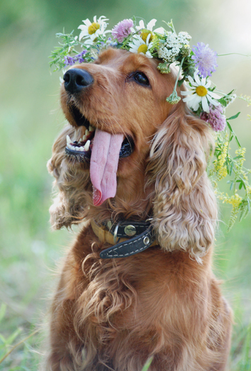 Los nombres para perros Los nombres para perros