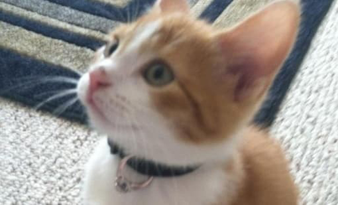 Declaraciones de amor preciosas y originales