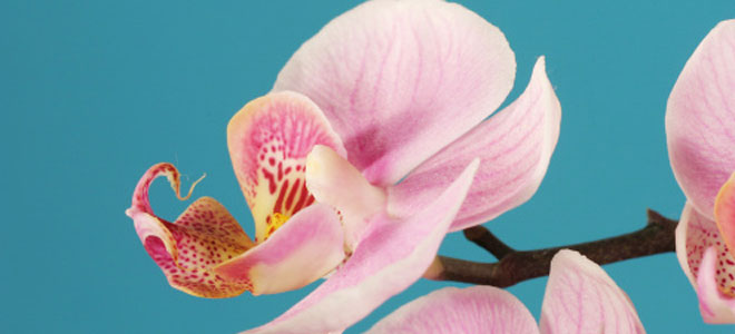 El Feng Shui en el amor