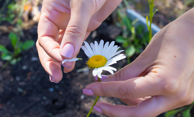 ¿me quiere o no me quiere?