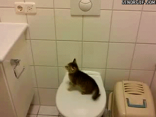 Gato indeciso Gato indeciso