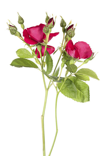 Rosa de mosqueta para la piel