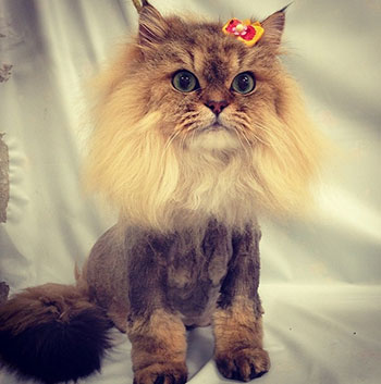 El corte de pelo más curioso, también en gatos.  El corte de pelo más curioso, también en gatos.