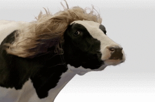 Tu pelo es tan divino como el de esta vaca.  Tu pelo es tan divino como el de esta vaca.
