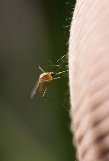 Remedios caseros para los mosquitos