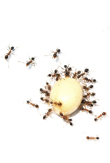 Los mejores consejos para eliminar a las hormigas en casa