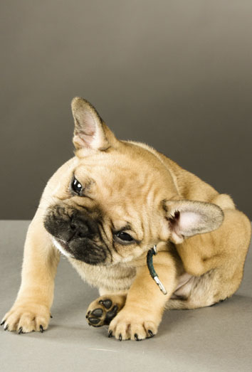 Remedios caseros para las pulgas