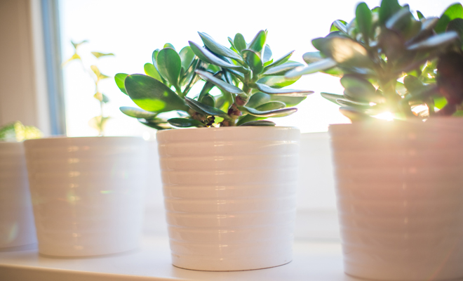 El Feng Shui y las plantas