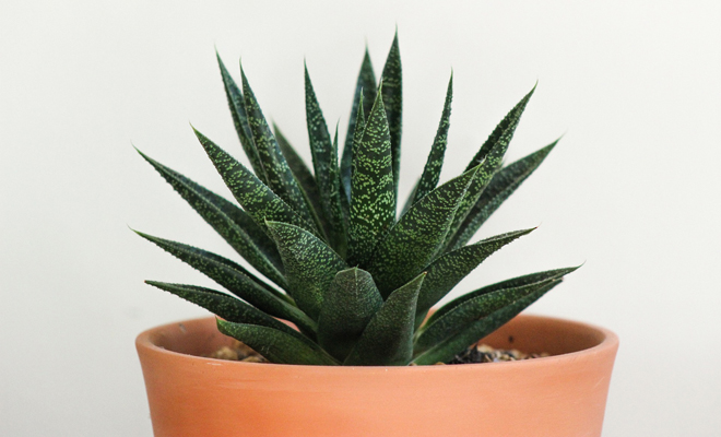 El Problema Del Feng Shui Y Los Cactus D nde Debes Evitarlos