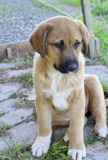 9 nombres para cachorros