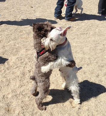Foto del abrazo más perruno. Foto del abrazo más perruno.