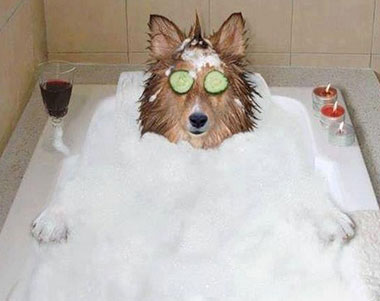 Este perro sabe cómo quitarse el estrés de encima.  Este perro sabe cómo quitarse el estrés de encima.