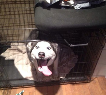 Foto del perro más feliz del mundo. Foto del perro más feliz del mundo.