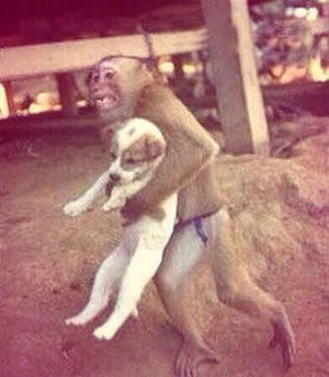 Menos mal que está el mono para que no se nos olvide el perro.  Menos mal que está el mono para que no se nos olvide el perro.