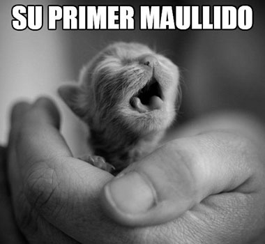 Foto de un gato bebé más que adorable.  Foto de un gato bebé más que adorable.