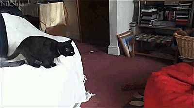 Un gif más de un gato cayéndose. Un gif más de un gato cayéndose.