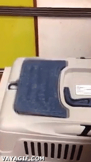 Lo que este gato querría decir: ¡déjame solo! Lo que este gato querría decir: ¡déjame solo!