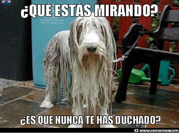 La ducha no es el momento favorito de este perro. 