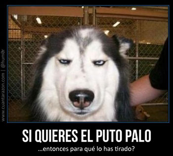 Meme del perro cabreado por un palo...