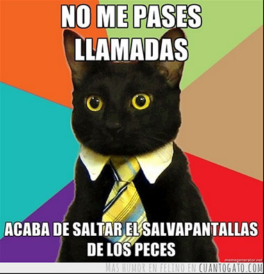 Meme del gato trabajador. 