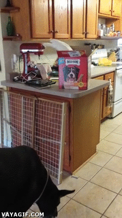 Gif que demuestra la buena pareja que hacen un loro y un perro.  Gif que demuestra la buena pareja que hacen un loro y un perro.