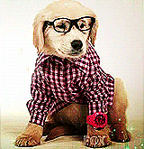 Gif del perro hipster: ver para creer Gif del perro hipster: ver para creer