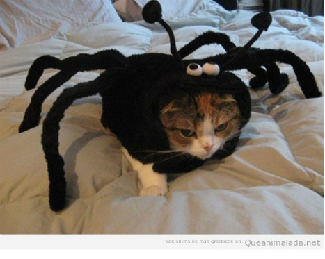 de ultramar Diariamente Resplandor Halloween animal: fotos divertidas de mascotas disfrazadas