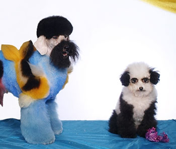 ¿Qué clase de disfraz de Halloween son? ¿Qué clase de disfraz de Halloween son?