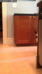 Este perro no quiere ni salir de su escondite. Este perro no quiere ni salir de su escondite.