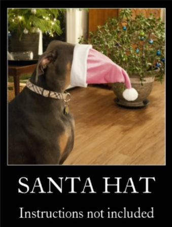 Este perro hay algo de la Navidad que no entiende bien Este perro hay algo de la Navidad que no entiende bien