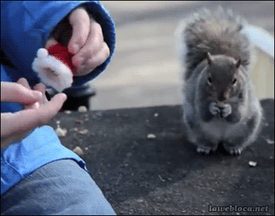 Qué adorables son todos los animales cuando llevan un gorro de Santa Claus. 
