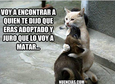 Porque, en realidad, gatos y perros son como hermanos. 