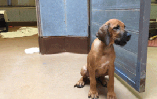 Ya está aquí el felino bromista