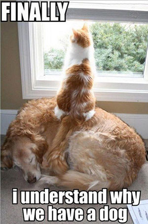 Por qué tener un perro