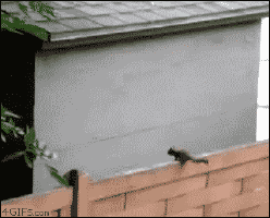 Las ardillas, igual que los perros, siempre se la pegan, y nosotros nos reímos de ellos pero con cariño Las ardillas, igual que los perros, siempre se la pegan, y nosotros nos reímos de ellos pero con cariño.