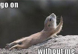 La ardilla: Sigue adelante sin mí. La ardilla: Sigue adelante sin mí.