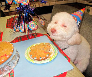 Fotos Y Gifs De Perros Y Gatos Celebrando Su Cumpleanos Feliz