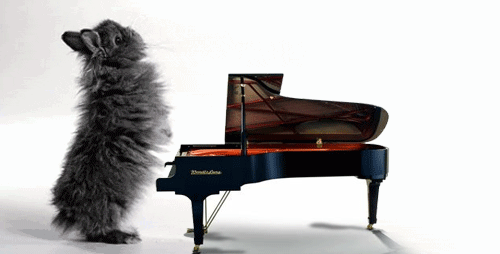 Un conejo tocando el piano, ¿qué nos queda por ver? Un conejo tocando el piano, ¿qué nos queda por ver?