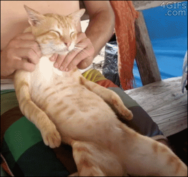 Los gatos no son tontos: a ellos también les gustan los masajes.  Los gatos no son tontos: a ellos también les gustan los masajes.