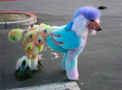 Cuando no se encuentran palabras para describir el corte de pelo de este perro. Cuando no se encuentran palabras para describir el corte de pelo de este perro.